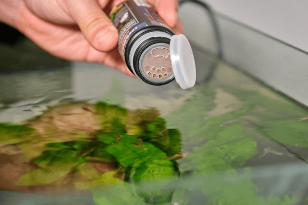 A hand holds a feeding bottle over a fish tank, ready to dispense food onto green aquatic plants below.