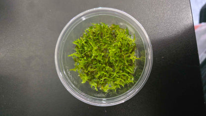 Christmas Moss - Tissue Culture