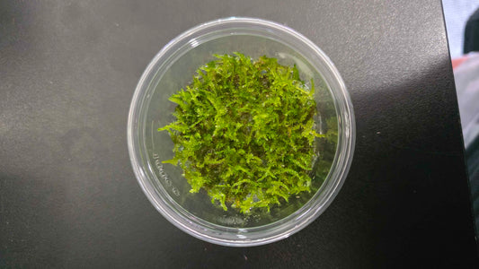 Christmas Moss - Tissue Culture