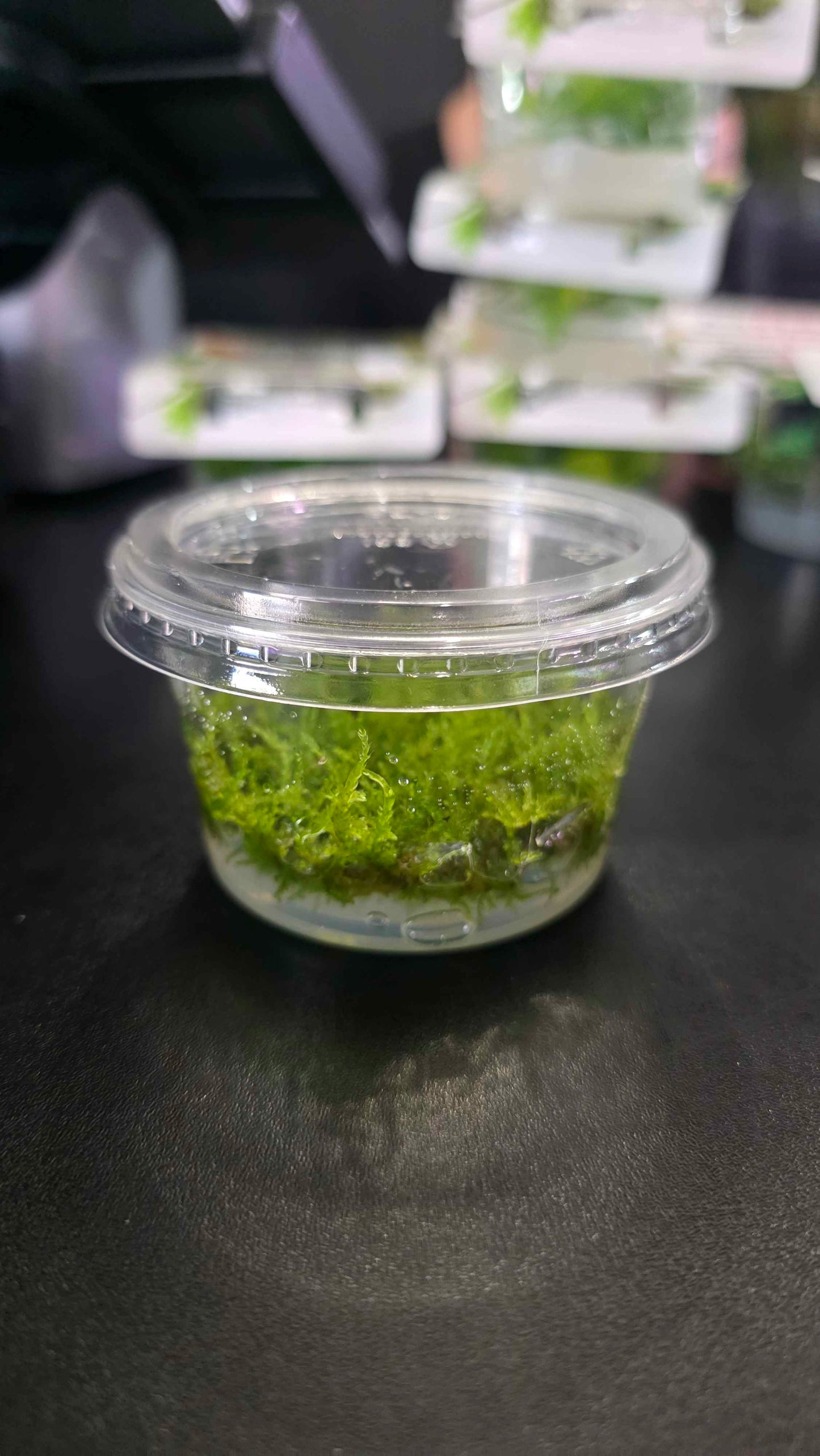 Christmas Moss - Tissue Culture
