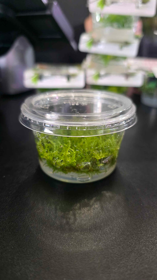 Christmas Moss - Tissue Culture