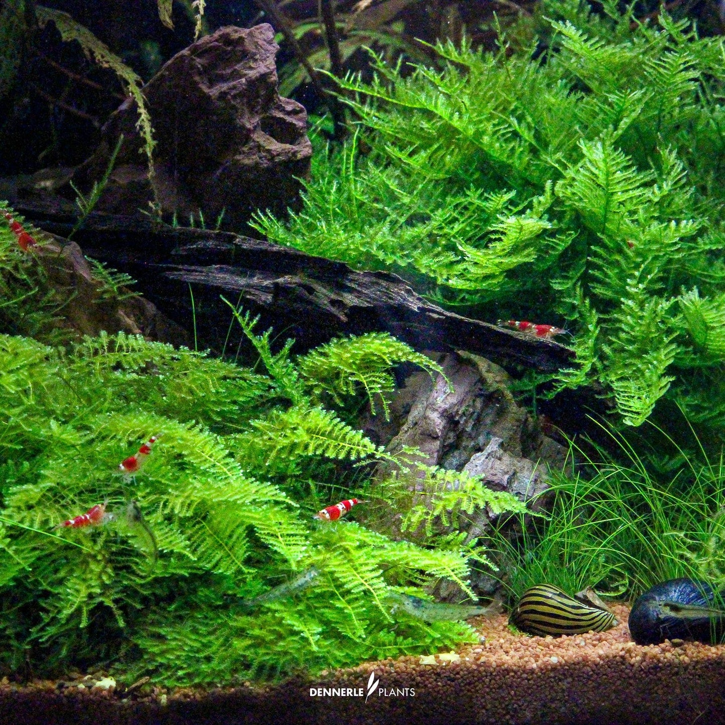 Christmas Moss - Tissue Culture