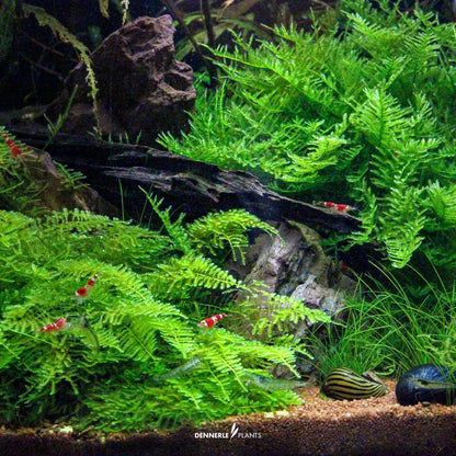 Christmas Moss - Tissue Culture