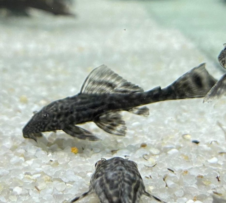 Common Pleco - Planted Aquaria