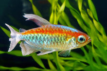 Congo Tetra - Planted Aquaria