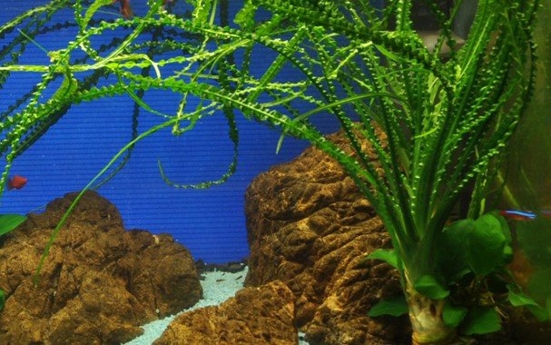Crinum calamistratum - Potted - Planted Aquaria