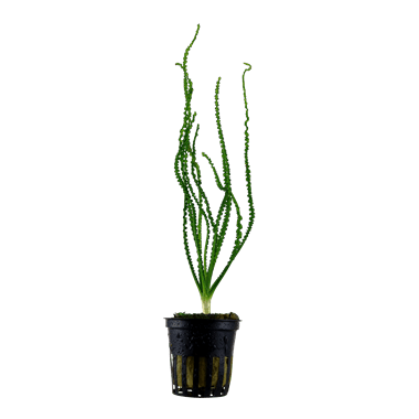 Crinum calamistratum - Potted - Planted Aquaria