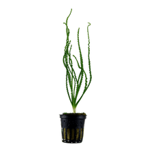 Crinum calamistratum - Potted - Planted Aquaria
