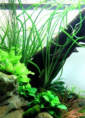 Crinum calamistratum - Potted - Planted Aquaria