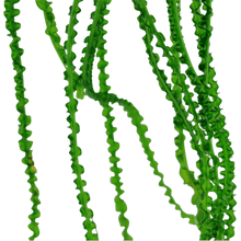 Crinum calamistratum - Potted - Planted Aquaria