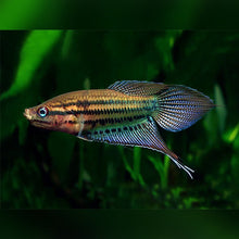 Croaking Gourami - Planted Aquaria