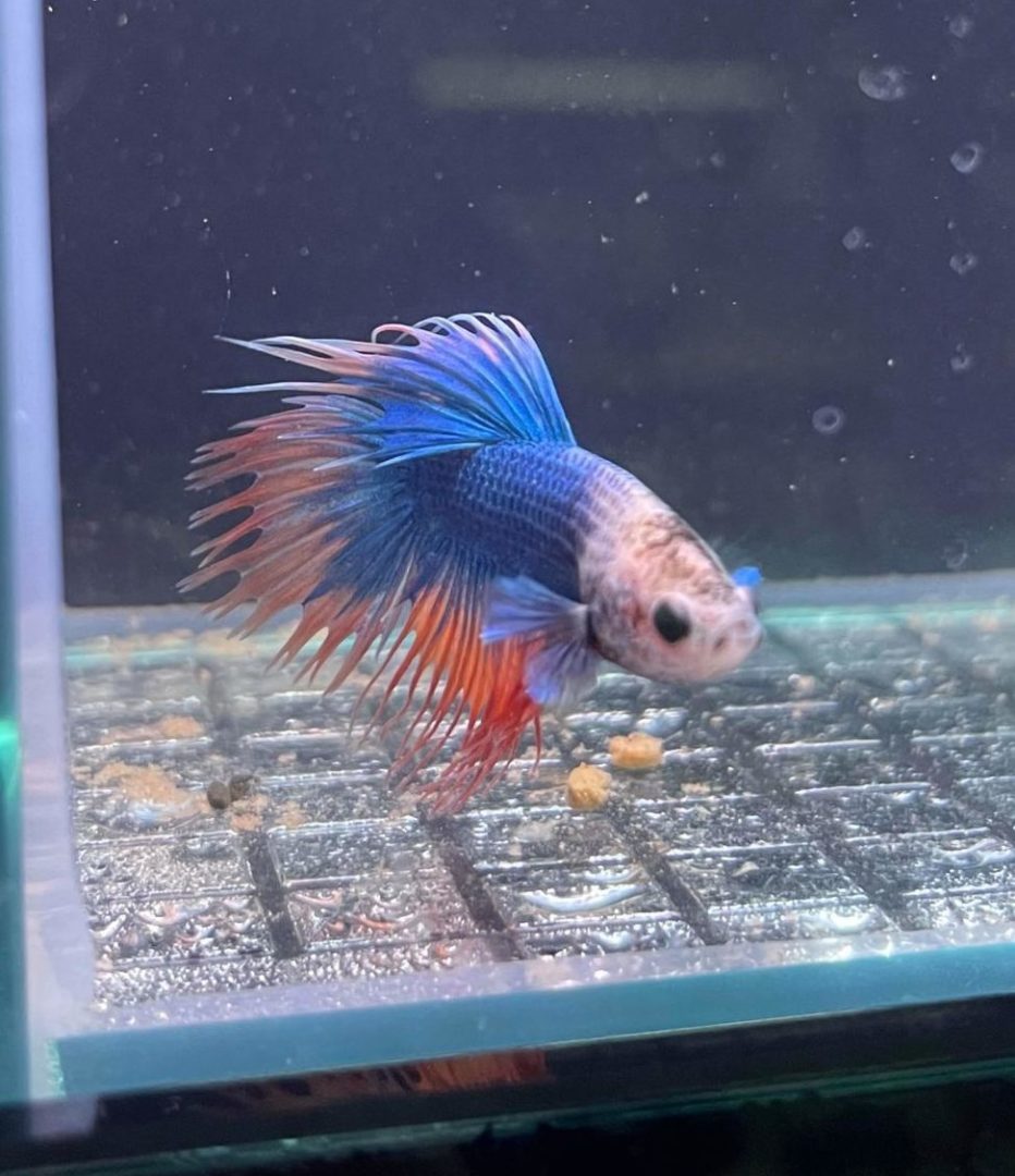Crowntail Male Betta - Planted Aquaria