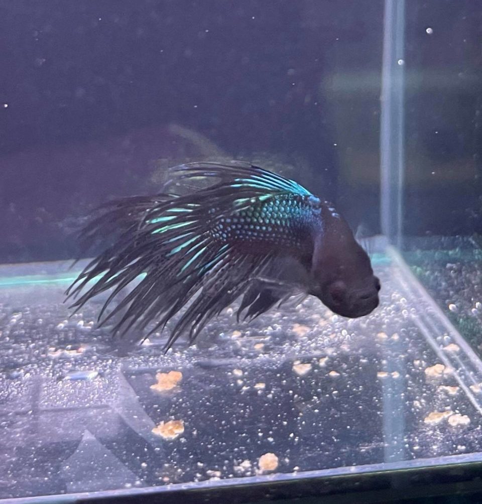 Crowntail Male Betta - Planted Aquaria