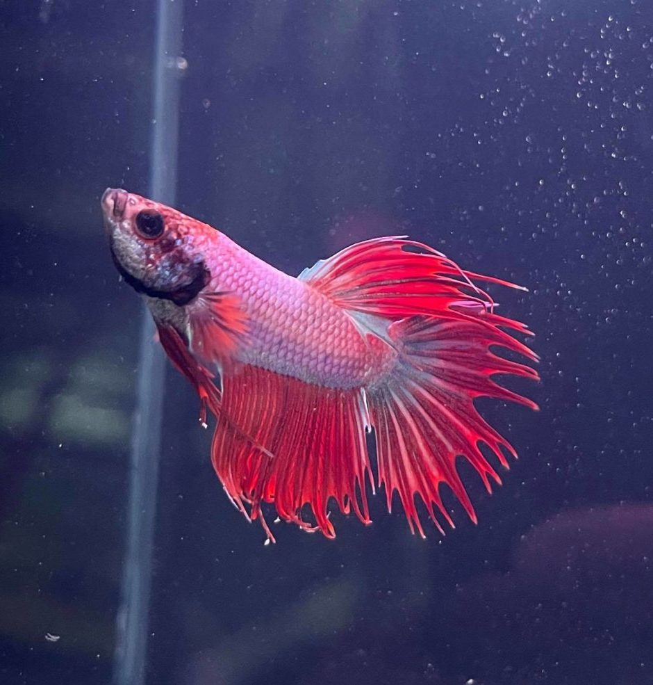 Crowntail Male Betta - Planted Aquaria