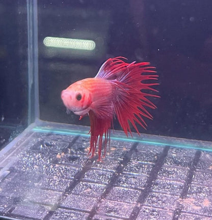 Crowntail Male Betta - Planted Aquaria