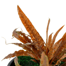 Cryptocoryne albida 'Brown' - Potted - Planted Aquaria