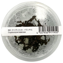 Cryptocoryne Balansae - ADA TC - Planted Aquaria