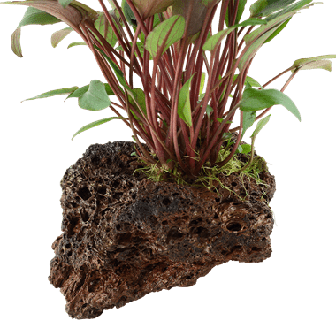 Cryptocoryne beckettii 'Petchii' on Lava Stone - Planted Aquaria