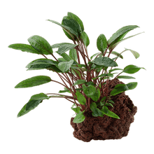 Cryptocoryne beckettii 'Petchii' on Lava Stone - Planted Aquaria