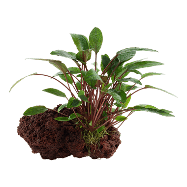 Cryptocoryne beckettii 'Petchii' on Lava Stone - Planted Aquaria