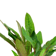 Cryptocoryne beckettii 'Petchii' - Potted - Planted Aquaria