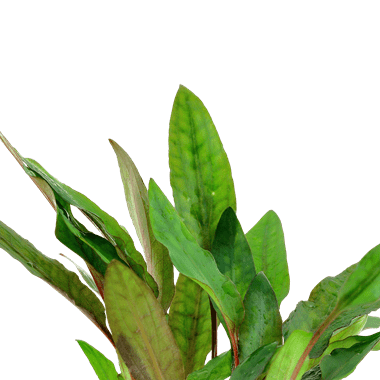 Cryptocoryne beckettii 'Petchii' - Potted - Planted Aquaria