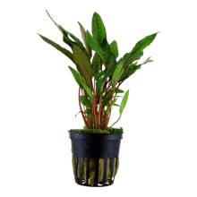 Cryptocoryne beckettii 'Petchii' - Potted - Planted Aquaria