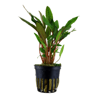 Cryptocoryne beckettii 'Petchii' - Potted - Planted Aquaria