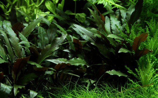 Cryptocoryne beckettii 'Petchii' - Potted - Planted Aquaria