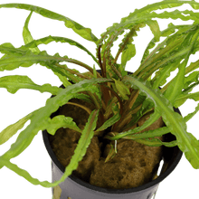 Cryptocoryne crispatula - Potted - Planted Aquaria