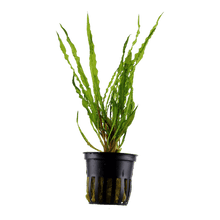 Cryptocoryne crispatula - Potted - Planted Aquaria