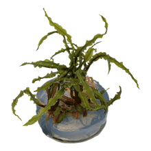 Cryptocoryne crispatula - Tropica TC - Planted Aquaria