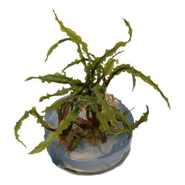 Cryptocoryne crispatula - Tropica TC - Planted Aquaria