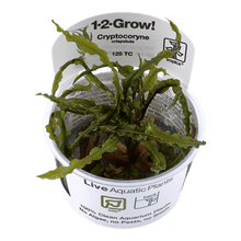 Cryptocoryne crispatula - Tropica TC - Planted Aquaria