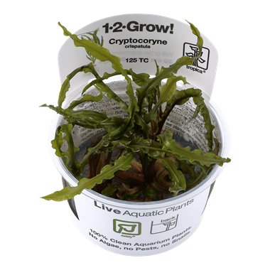 Cryptocoryne crispatula - Tropica TC - Planted Aquaria