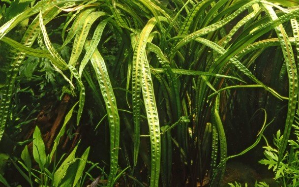 Cryptocoryne crispatula - Tropica TC - Planted Aquaria