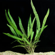 Cryptocoryne crispatula var. balansae - Potted - Planted Aquaria