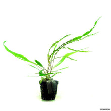 Cryptocoryne crispatula var. balansae - Potted - Planted Aquaria