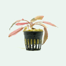 Cryptocoryne Flamingo - Potted - Planted Aquaria