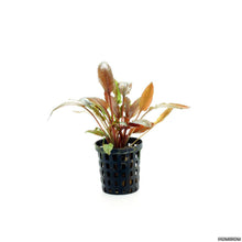 Cryptocoryne Florida Sunset - Potted - Planted Aquaria