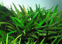 Cryptocoryne Lucens - Potted - Planted Aquaria