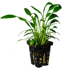 Cryptocoryne Lucens - Potted - Planted Aquaria