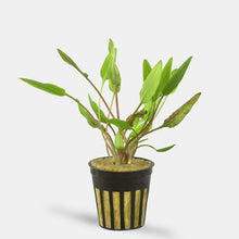 Cryptocoryne Lutea - Potted - Planted Aquaria