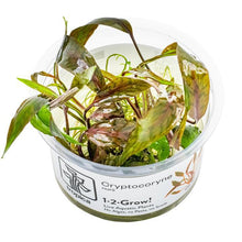 Cryptocoryne nurii - Tropica TC - Planted Aquaria