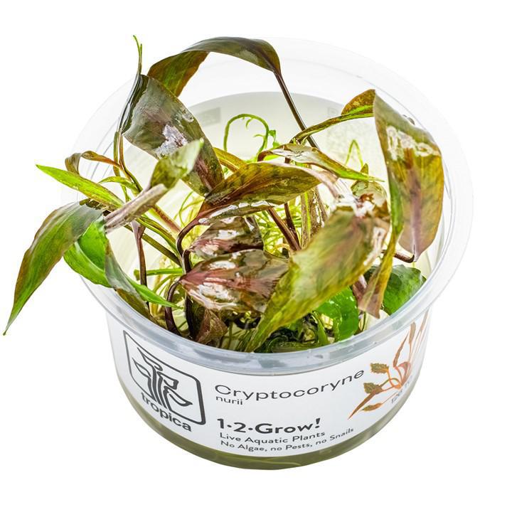 Cryptocoryne nurii - Tropica TC - Planted Aquaria