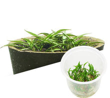 Cryptocoryne Parva - ADA TC - Planted Aquaria