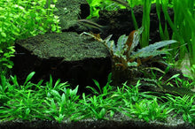 Cryptocoryne Parva - ADA TC - Planted Aquaria