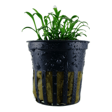 Cryptocoryne parva - Potted - Planted Aquaria