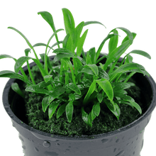 Cryptocoryne parva - Potted - Planted Aquaria
