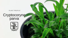 Cryptocoryne parva - Tropica TC - Planted Aquaria